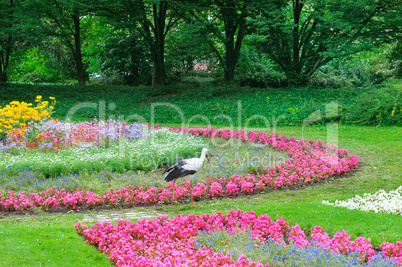 Summer park with beautiful flowers . A stork walks against the b