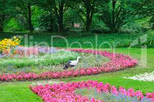 Summer park with beautiful flowers . A stork walks against the b
