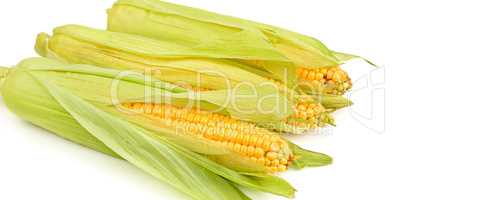 Corn cob isolated on white background. Wide photo . Free space f