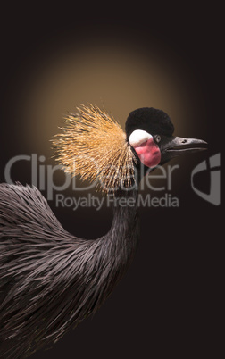 Grey Crowned Crane Balearica regulorum on a black background