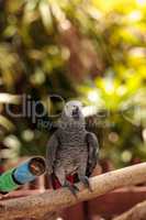 Pet African grey parrot Psittacus erithacus