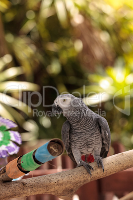 Pet African grey parrot Psittacus erithacus