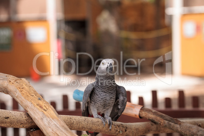 Pet African grey parrot Psittacus erithacus