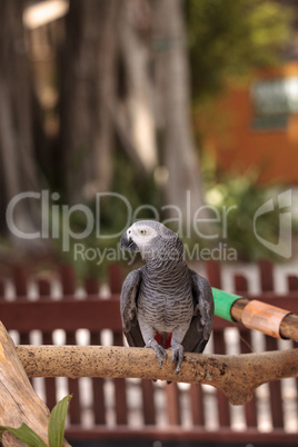 Pet African grey parrot Psittacus erithacus