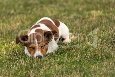 Jack Russel liegt dösend im Rasen