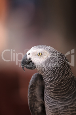 Pet African grey parrot Psittacus erithacus