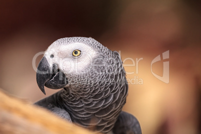 Pet African grey parrot Psittacus erithacus