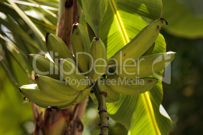 Cluster of bananas grow on a tree in a tropical agriculture gard