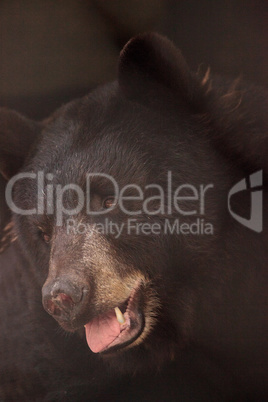Black bear Ursus americanus relaxes in its cave