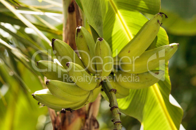 Cluster of bananas grow on a tree in a tropical agriculture gard