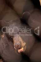 Black bear Ursus americanus relaxes in its cave