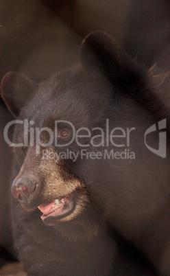 Black bear Ursus americanus relaxes in its cave