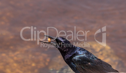 Boat tailed grackle bird Quiscalus major