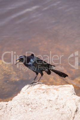 Boat tailed grackle bird Quiscalus major