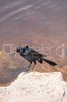 Boat tailed grackle bird Quiscalus major