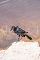 Boat tailed grackle bird Quiscalus major