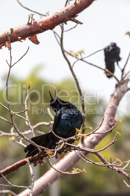 Boat tailed grackle bird Quiscalus major