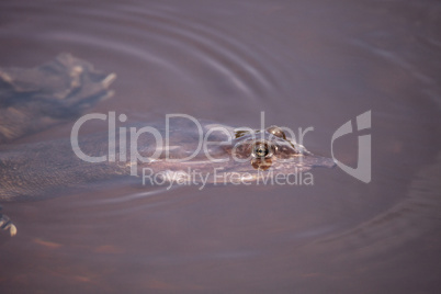 Florida softshell turtle Apalone ferox