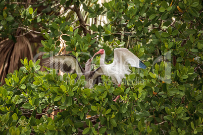 Mother American white ibis Eudocimus albus feeds a juvenile baby