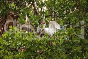 Mother American white ibis Eudocimus albus feeds a juvenile baby