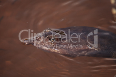 Florida softshell turtle Apalone ferox