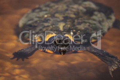 Mangrove Diamondback Terrapin Malaclemys terrapin rhizophorarum