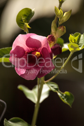 Pink Hollyhock flower Alcea rosea