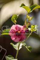 Pink Hollyhock flower Alcea rosea