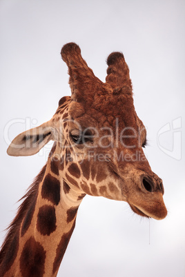 Tall reticulated giraffe Giraffa camelopardalis reticulata