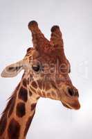 Tall reticulated giraffe Giraffa camelopardalis reticulata