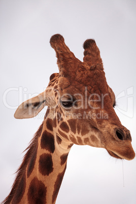 Tall reticulated giraffe Giraffa camelopardalis reticulata