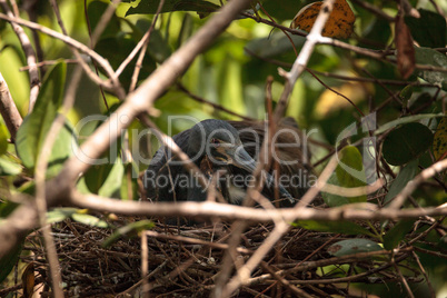 Tricolored heron Egretta tricolor sits on eggs