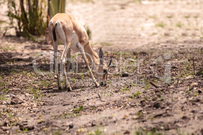 Slender-horned gazelle also called Gazella leptoceros