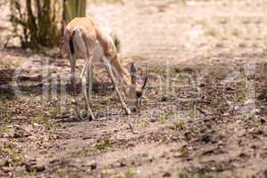 Slender-horned gazelle also called Gazella leptoceros