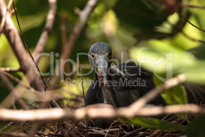 Tricolored heron Egretta tricolor sits on eggs