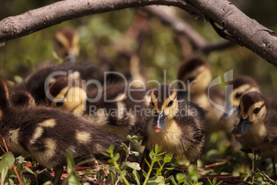 Little brown Baby Muscovy ducklings Cairina moschata flock