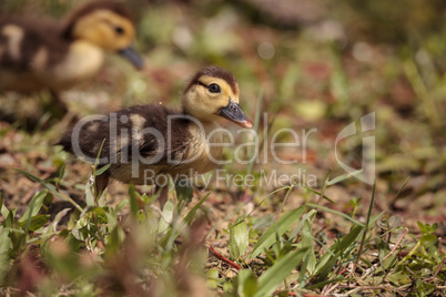 Little brown Baby Muscovy ducklings Cairina moschata flock