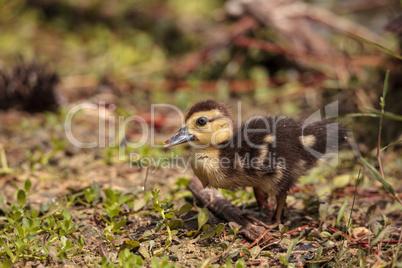 Little brown Baby Muscovy ducklings Cairina moschata flock