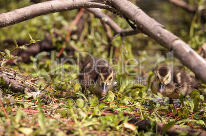 Little brown Baby Muscovy ducklings Cairina moschata flock