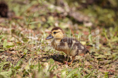 Little brown Baby Muscovy ducklings Cairina moschata flock