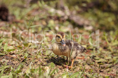 Little brown Baby Muscovy ducklings Cairina moschata flock