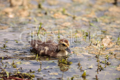 Little brown Baby Muscovy ducklings Cairina moschata flock