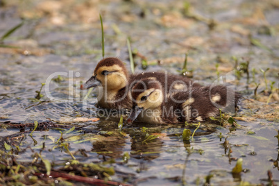 Little brown Baby Muscovy ducklings Cairina moschata flock