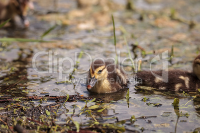 Little brown Baby Muscovy ducklings Cairina moschata flock