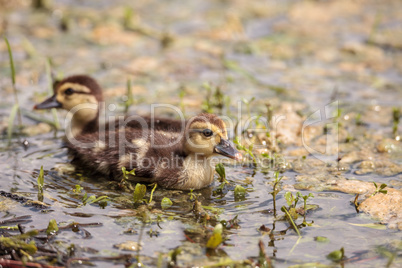 Little brown Baby Muscovy ducklings Cairina moschata flock