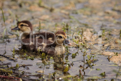 Little brown Baby Muscovy ducklings Cairina moschata flock