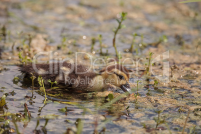 Little brown Baby Muscovy ducklings Cairina moschata flock