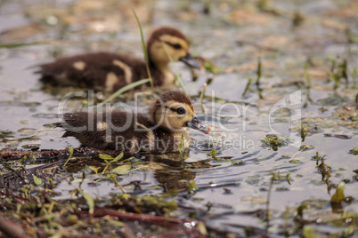 Little brown Baby Muscovy ducklings Cairina moschata flock