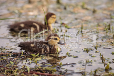 Little brown Baby Muscovy ducklings Cairina moschata flock