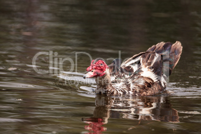 Large older male Muscovy duck Cairina moschata
